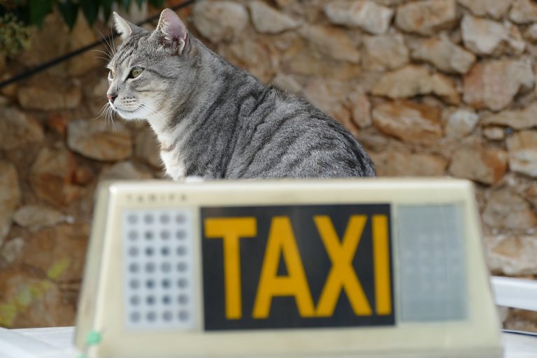 pet taxi