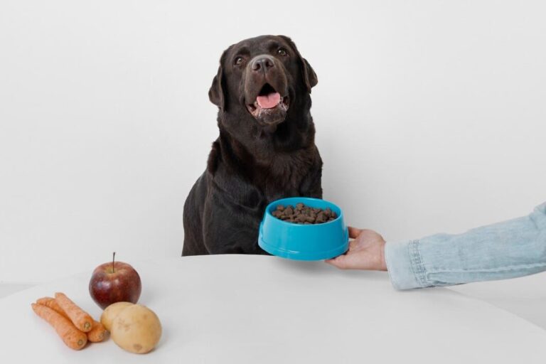 A Canine Nutritionist Can Give You Healthy Options For Your Dog’s Diet