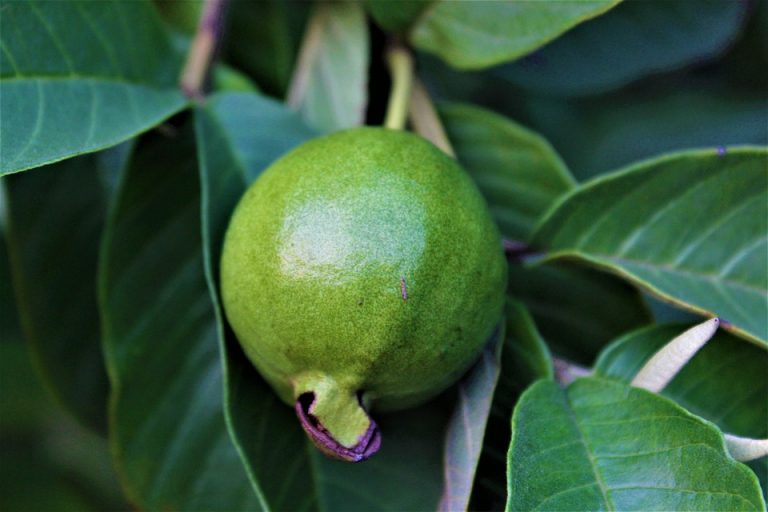 guava-5598393_960_720