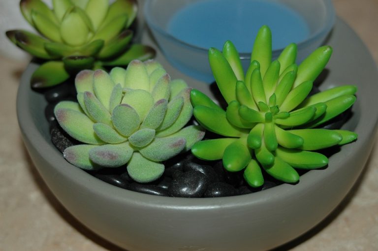 succulent-4409143_960_720