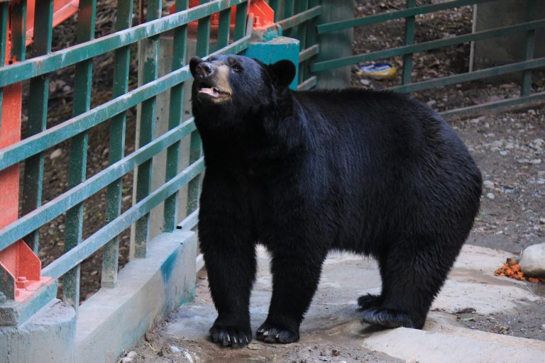 black-bear-2659032_1920