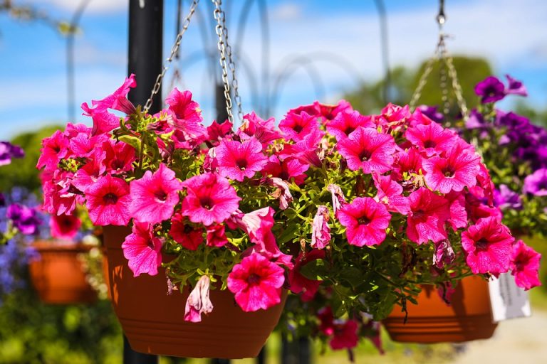 flower-5436703_960_720