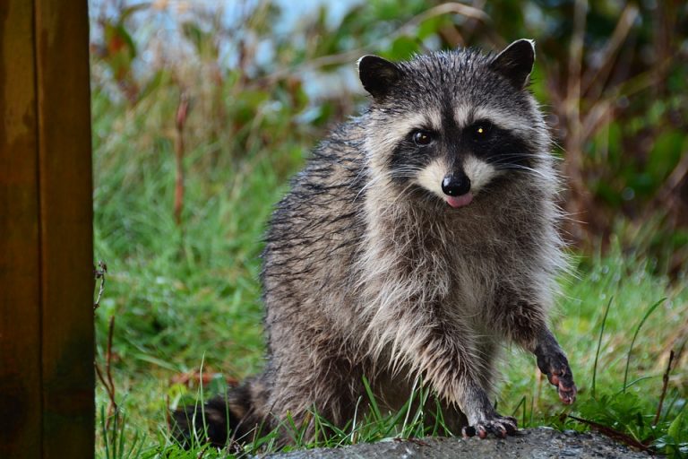 mammal-1227460_960_720