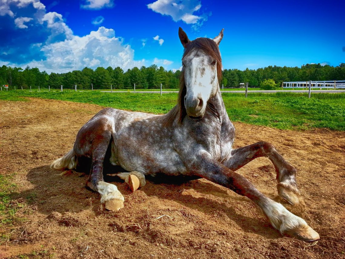 why-choose-hemp-bedding-for-horses-article-gen