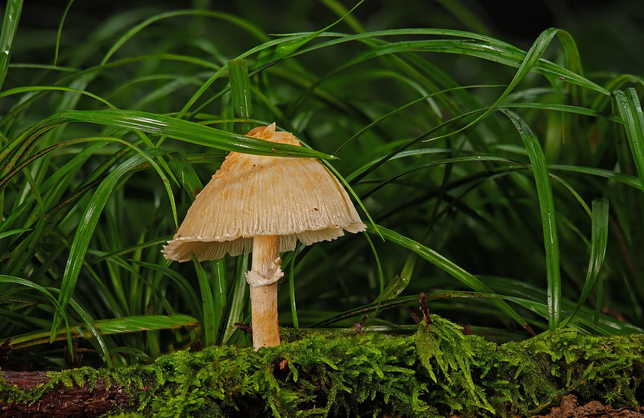 mushroom-7490921_1280