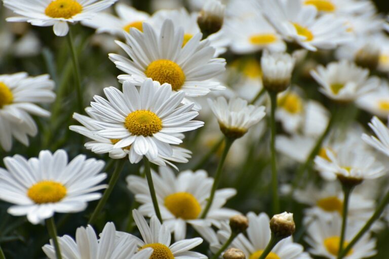 daisies-9547672_1280