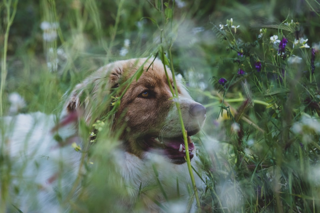 a brown and white dog sitting in tall grass