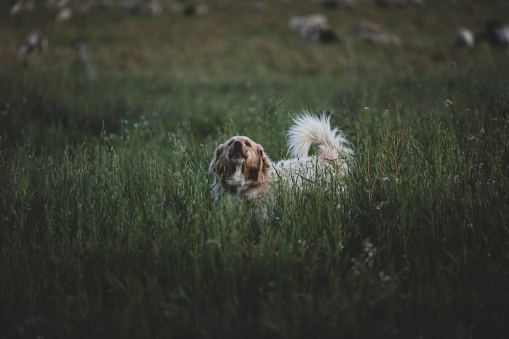a dog that is sitting in the grass