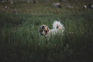a dog that is sitting in the grass