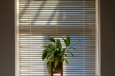 green plant in pot beside window blinds