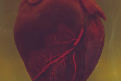 human heart