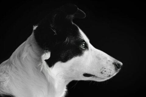 black and white shot of a dog portrait
